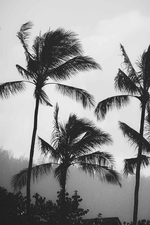 Ryan Montez | Raw Palms